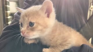 我が家にやって来た子猫が4年でこんなに大きくなりました