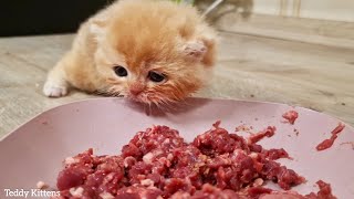 Baby Pinky really wants to eat Meat but doesn't know how