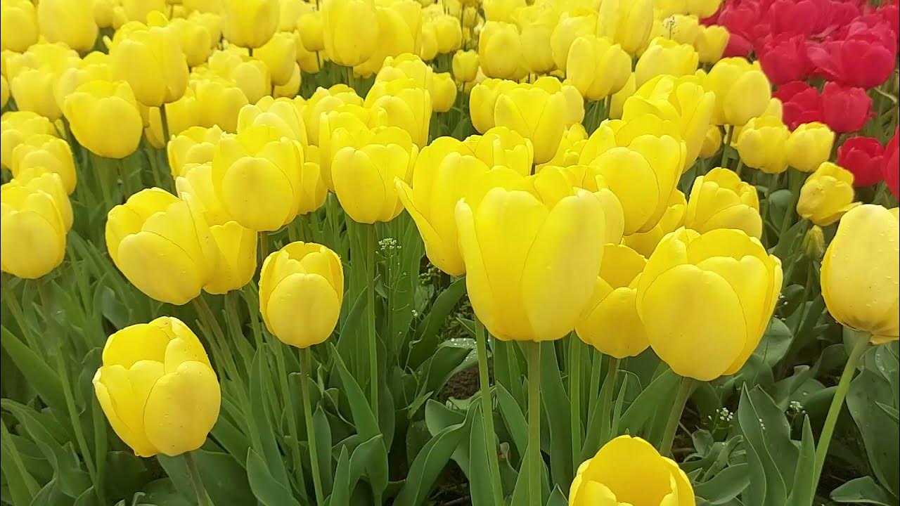 Wann Tulpenzwiebeln pflanzen ? YouTube