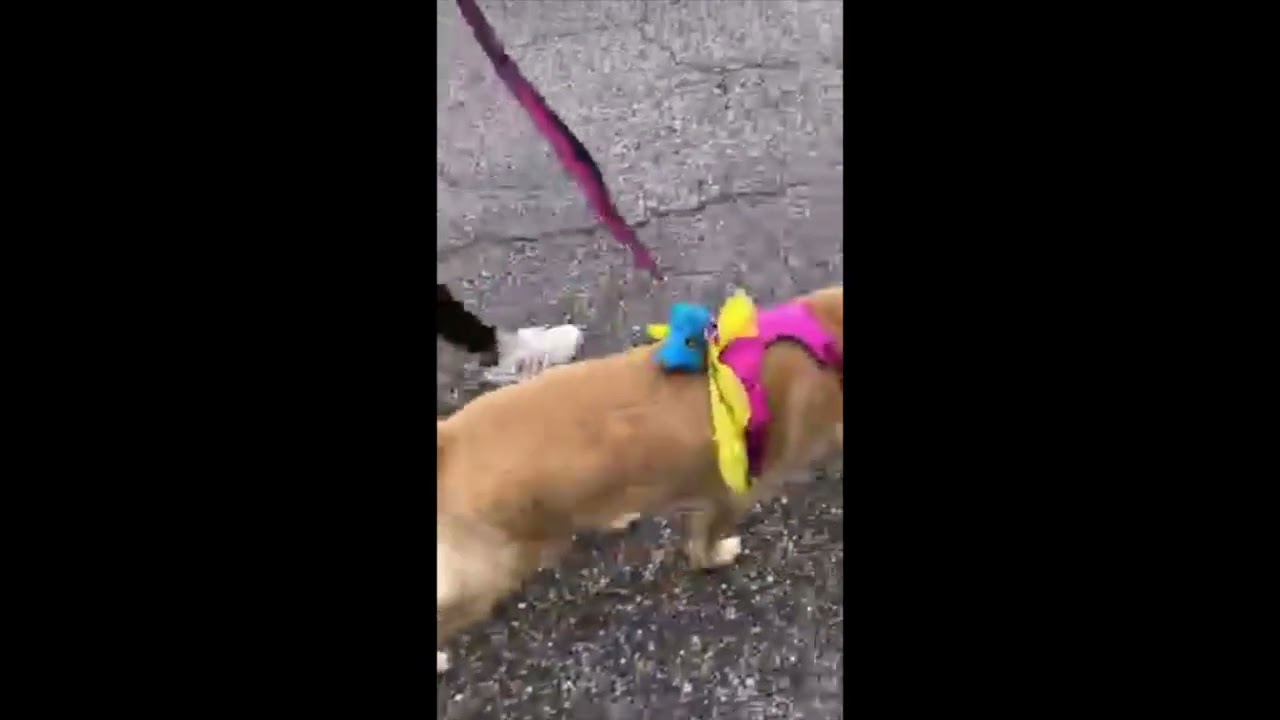 💩🦮 ”Products I Believe in” Series 💩🦮 KONG® Reflective Padded Hands-Free Dog Leash & Poop Bag Holder