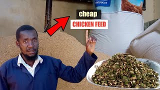 Cheap chicken feed ( HOW TO MAKE IT AT HOME )