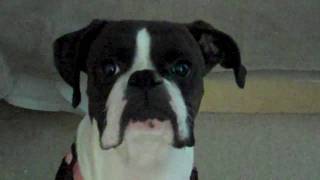 peanut is a good dog.MP4