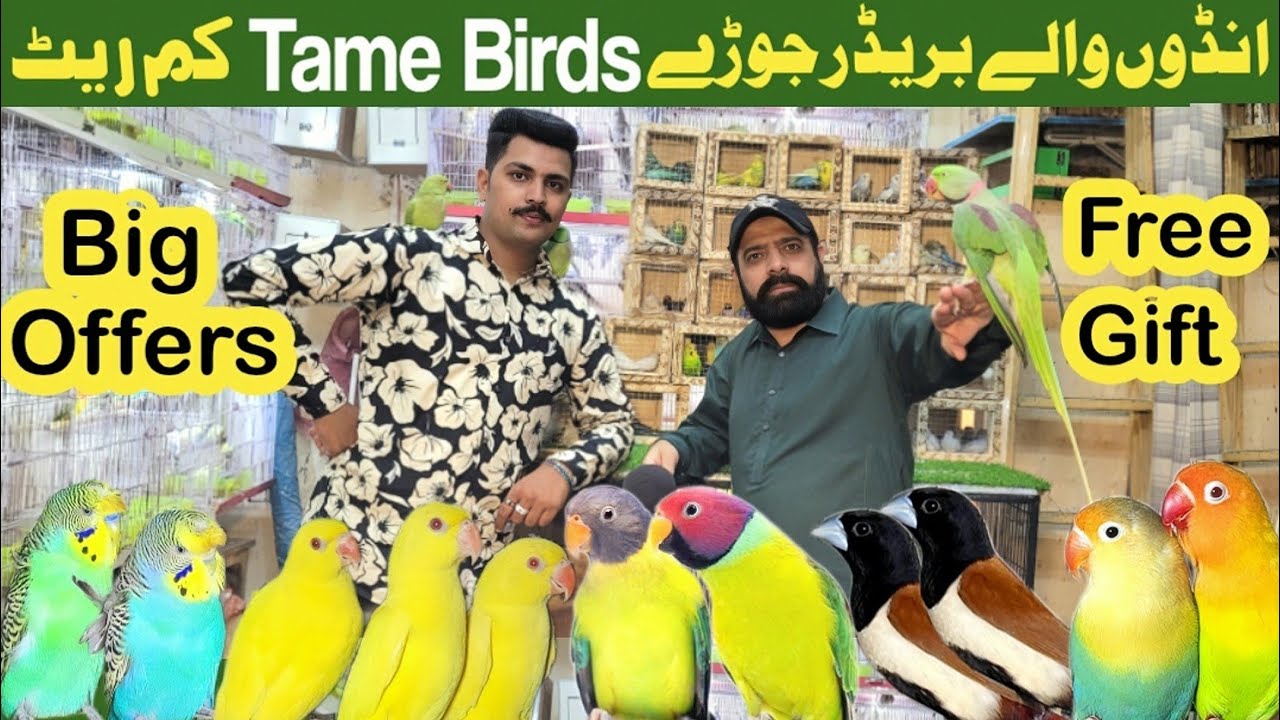 Sonu birds aviary | birds farming in pakistan 
