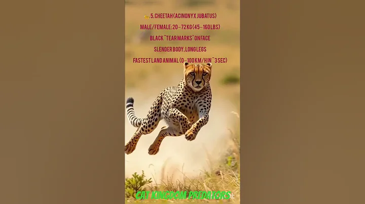 Video 9809671: african savannah, lion, cat