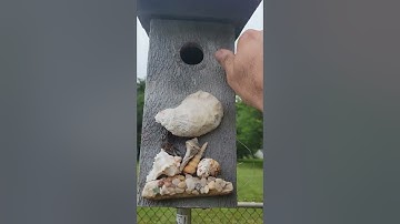 Bluebird House w/ Sparrow Spooker..#Bluebird #birdhouse