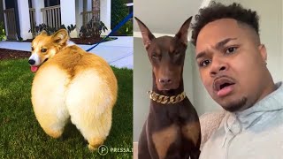 Best Funny Animal Videos Pt 9🤣-OMG So Cute😍😂/TikTok Pet City/