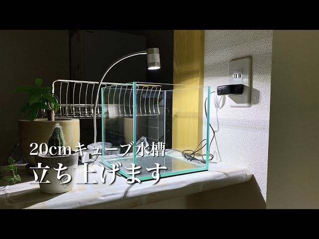 アクアリウム】新しく20cmキューブ水槽を立ち上げるので、水槽や照明を
