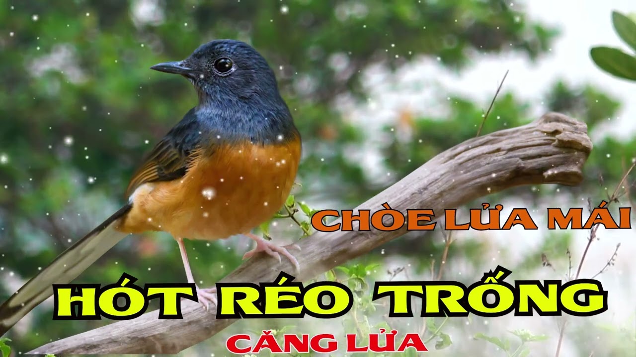 CHOÈ LỬA MÁI/CHOÈ LỬA MÁI KÍCH TRỐNG. Tiếng Chòe Mái | murai betina fighter, mura.บินหลาดง,shamabird