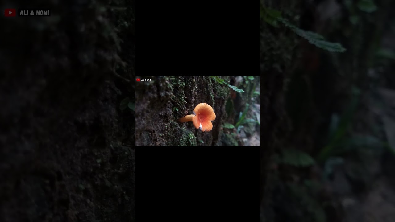 Unsolved  Mysteries of Amazon Jungle | Ali & Nomi | In Urdu/Hindi