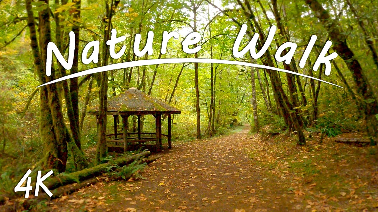 Autumn Woods | 4K Nature Walk | Peaceful Forest Sounds | Pacific Northwest