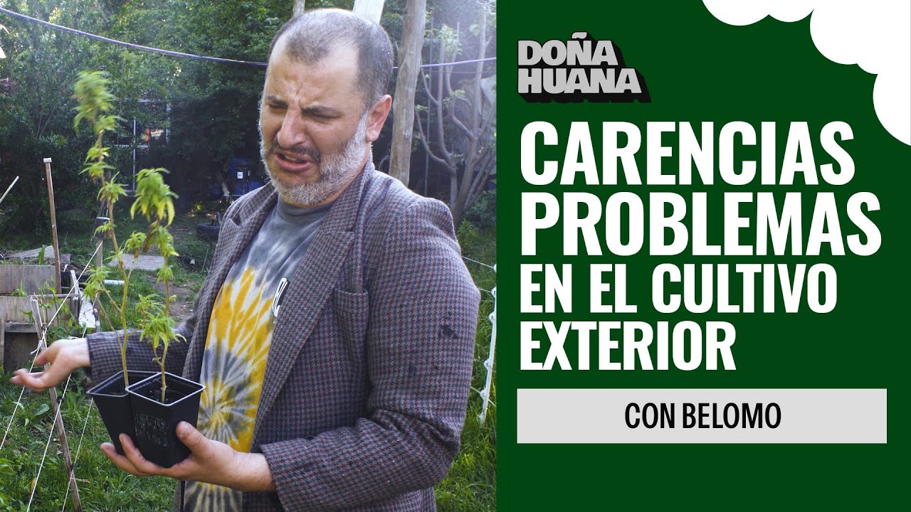 CARENCIAS Y PROBLEMAS EN EL CULTIVO EXTERIOR - Belomo