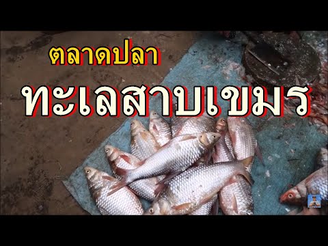 ตลาดปลาที่ทะเลสาบเขมร, โตนเลสาบ,ปลาน้ำจืดที่ทะเลสาบเขมร,ตลาดสดกราโก,มีปลาเยอะมากFish market,Cambodia