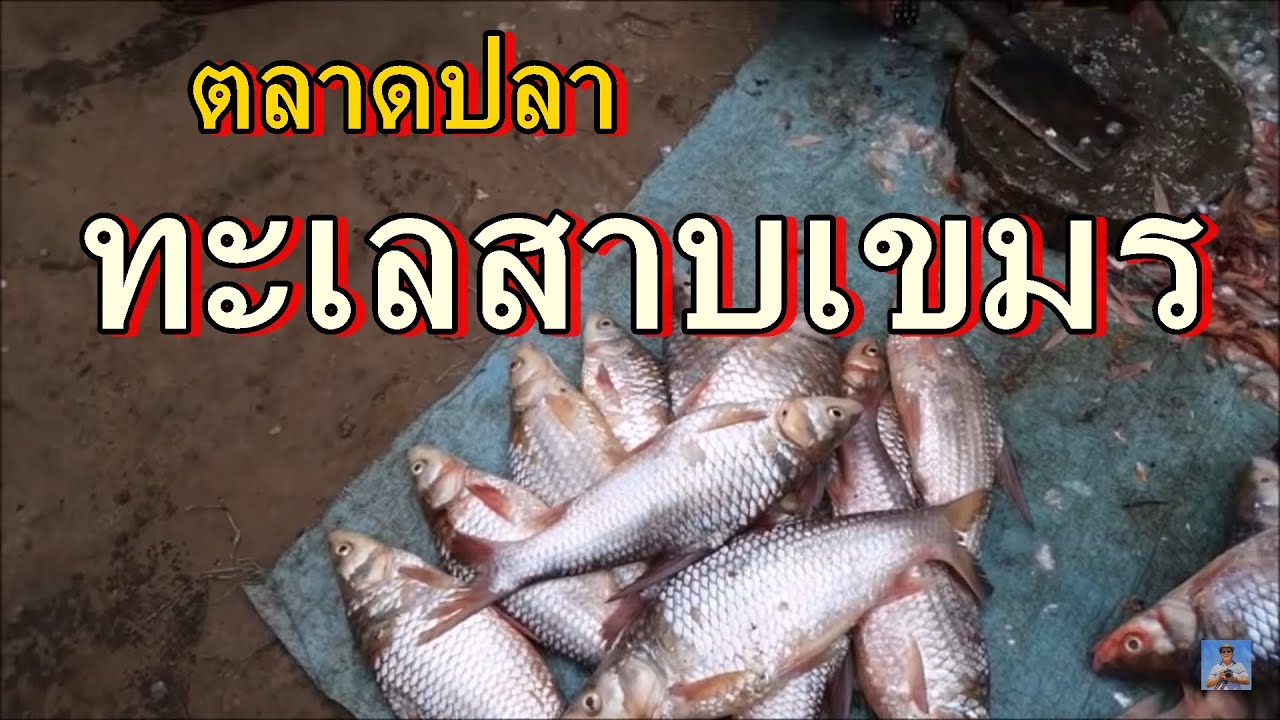 ตลาดปลาที่ทะเลสาบเขมร, โตนเลสาบ,ปลาน้ำจืดที่ทะเลสาบเขมร,ตลาดสดกราโก,มีปลาเยอะมากFish market,Cambodia