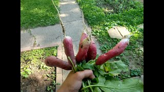 Veggie garden on the backyard (Ep. 3)