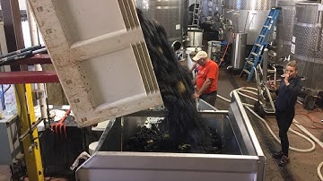 Torii Mor grape sorting, 2017 video 4