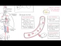 PART II - Pneumonia (Transmission, Causative Agents, Investigations, Management)