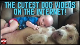 The 10 Cutest Dog Videos On The Internet!