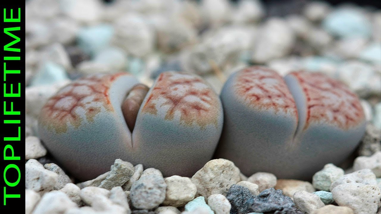 15 Plantas más extrañas y únicas - YouTube