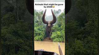 Animals that could be gone by 2028😭.#animals #wildlife #pets