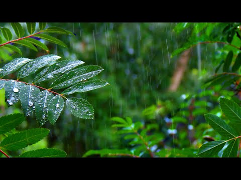 Rainforest Rain Sounds For Sleeping Or Studying White Noise Rainstorm 10 Hours