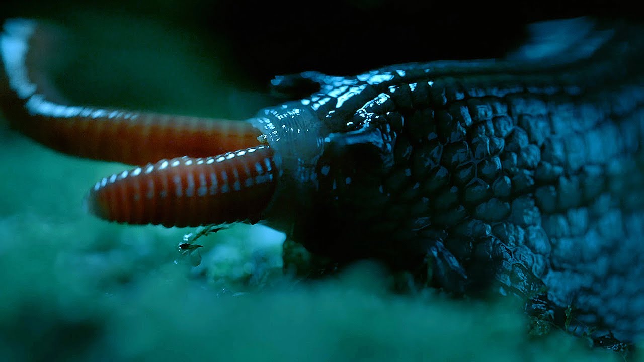 ⁣Rare Giant Snail Feasts On Earthworm | Wild New Zealand | BBC Earth