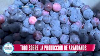 Arándanos, Industria Argentina