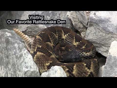 Our Favorite Rattlesnake Den