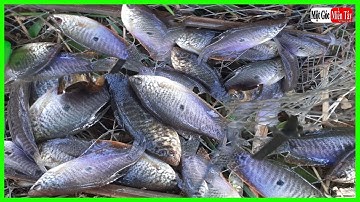 Mồi Bẫy Cá Sặc ĐƠN GIẢN, HIỆU QUẢ NHẤT, AI CŨNG LÀM ĐƯỢC / Một Góc Miền Tây vlogs