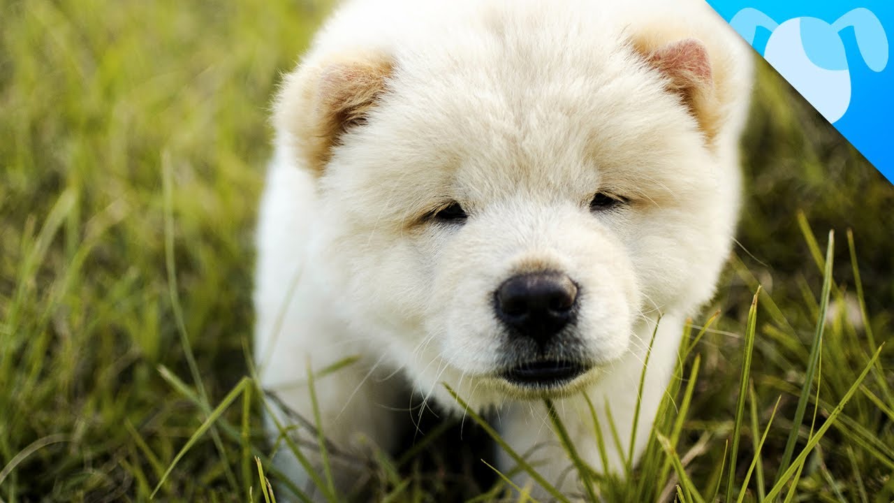 all about chow chows