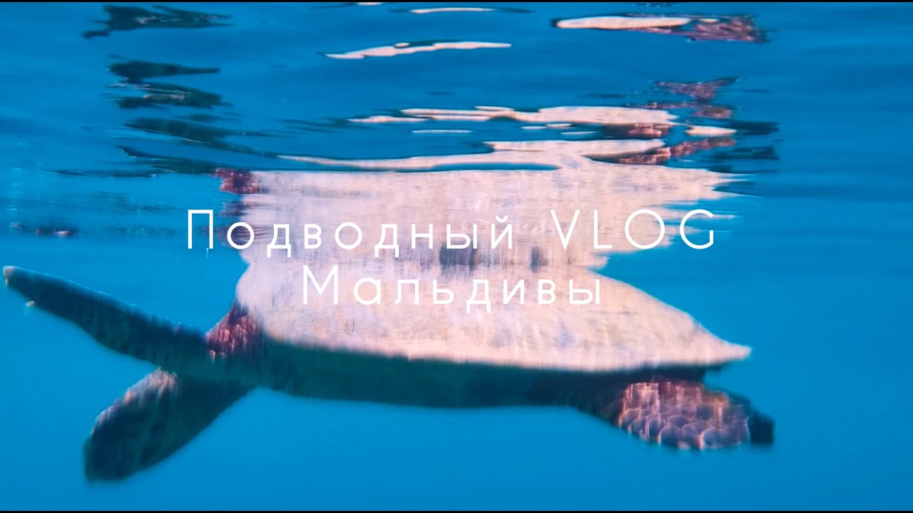 Снорклинг на Мальдивах в декабре, Раа Атолл, утопленная камера, акулы-открывашки