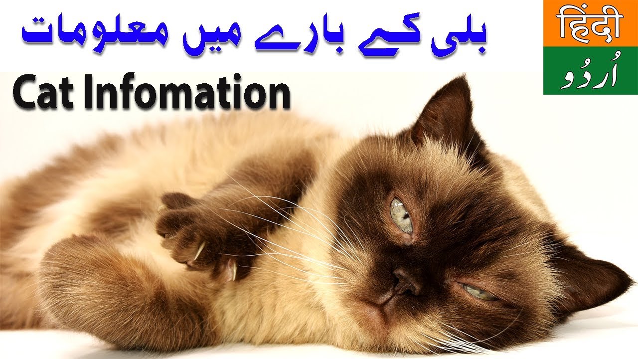 information about cat in urdu