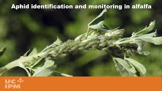 Aphid identification and monitoring in alfalfa