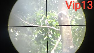 Pcp Condor - Video Ngắn Săn Bắn Chim Bằng Súng Hơi (Vip13) screenshot 4