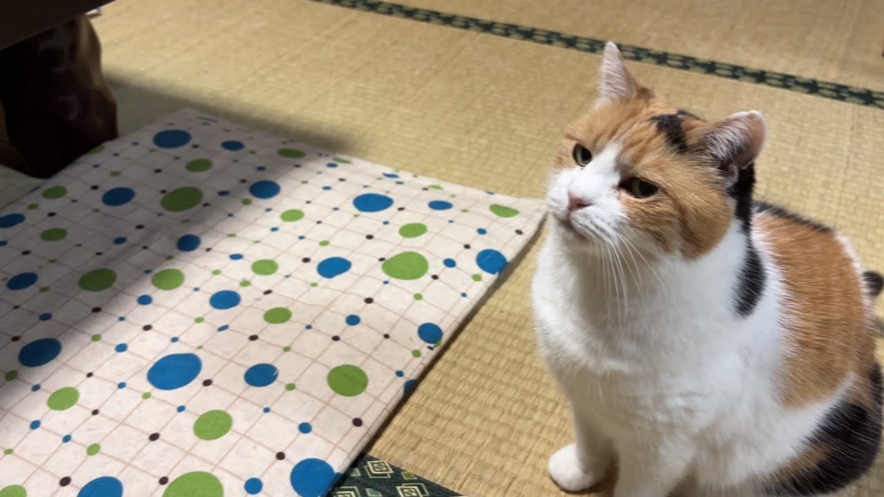 三毛猫】おやつが楽しみなミケ（2026年6月12日） - YouTube