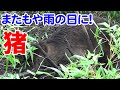 【狩猟】Vol.50 くくり罠に猪掛かる!旦那の予想通り、雨の日の捕獲! 【イノシシ】【わな猟】【有害駆除】