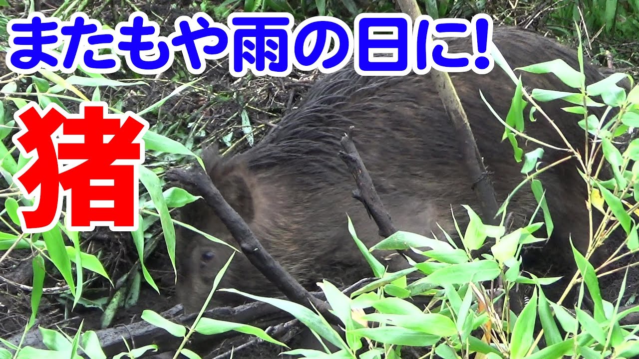 狩猟】Vol.50 くくり罠に猪掛かる！旦那の予想通り、雨の日の捕獲 