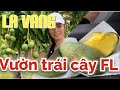 Vườn trái cây ngon nhất Florida