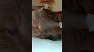 La gatta e l'aerosol in relax #cat #pets #animals #aereosol# relax