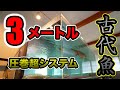 巨大極上システムで古代魚80UPを ガチで目指す！激レア精鋭達　『ガー』トゥルカナビキール　セネガルス飼育　超大型水槽の３m水槽アクアリウム