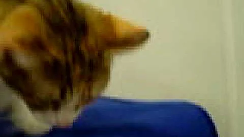 Watch the video about OFR Sami Very Rare Brown Patched Tabby Manx