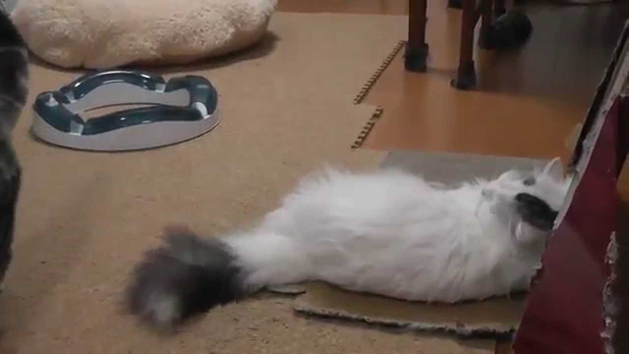 衝撃の犯行現場 Scene Of Patting Youtube 衝撃の犯行現場 Scene Of Patting Youtube