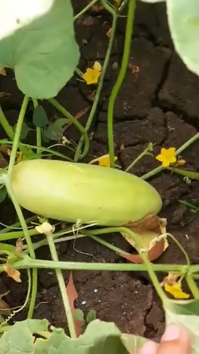 Timun mas Golden,sudah Berbuah lebat