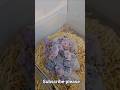 #birds #parrot #chicks #chicksfeed #handfeeding #conure #breeding #fyp #unfreezemyaccount