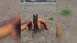 Beloved Anderson Co. K-9 dies after being shot