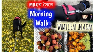 Miloৰ সৈতে morning walk | তেজপুৰৰ লিচু | What I eat in a day @NainazHappyPlace