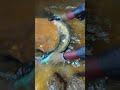 Definitely have gold💰💰#goldprospecting  #sluicingforgold
