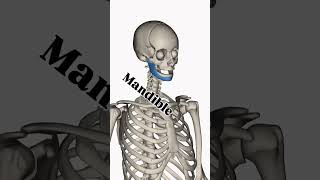 anatomy learning bones #aiims #neet #bones #osteopath