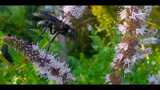 Macro UltraSlo motion bees: The best way to watch them!