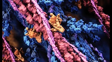 Muscle structure and function 4K (2014) Drew Berry wehi.tv