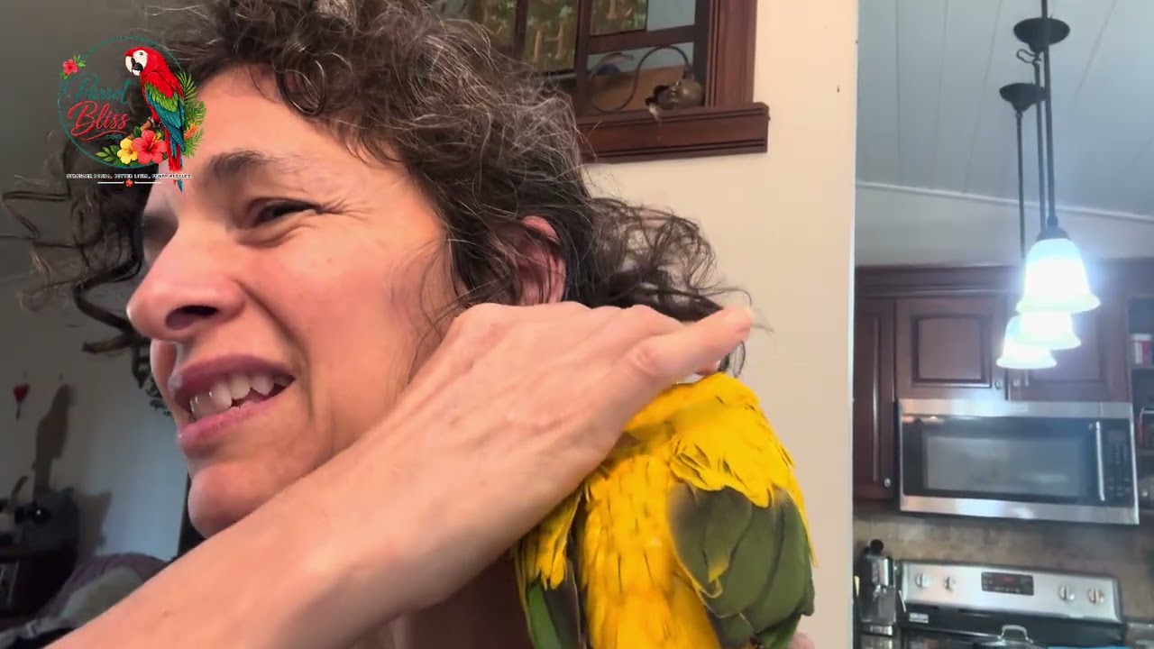 Golden Conure Diet, What to Feed? | #parrot_bliss #birds